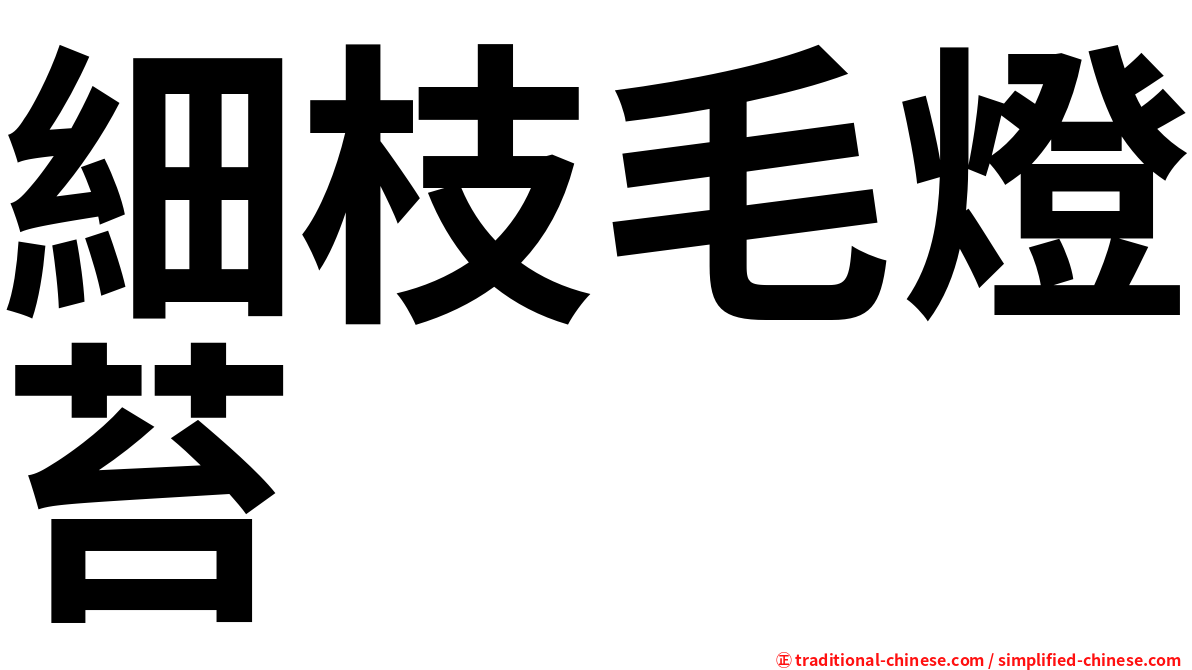 細枝毛燈苔