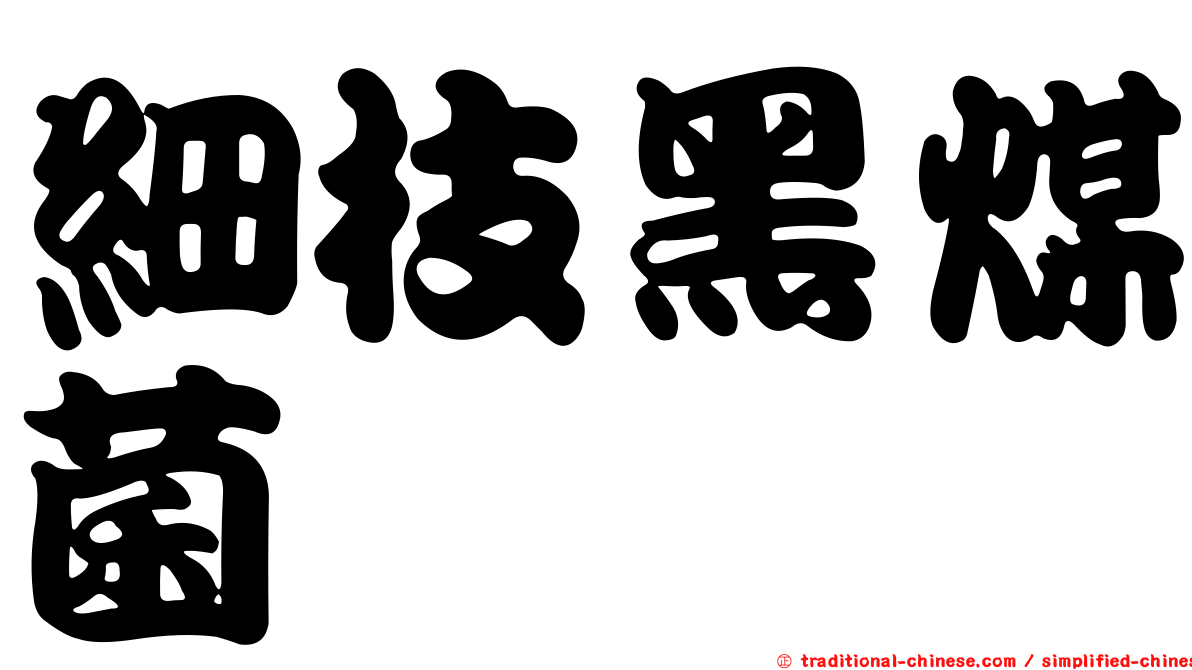 細枝黑煤菌
