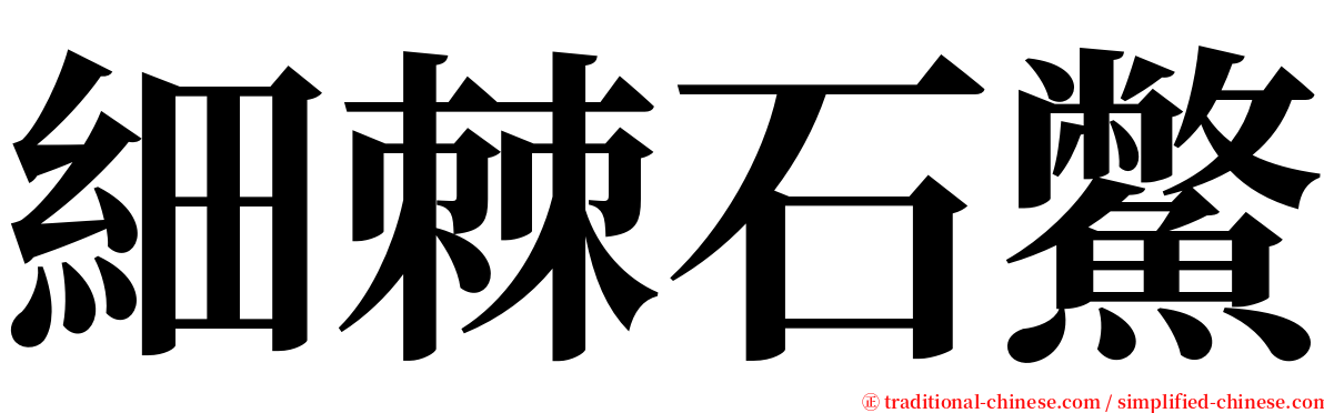 細棘石鱉 serif font