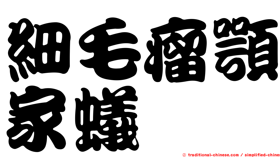 細毛瘤顎家蟻