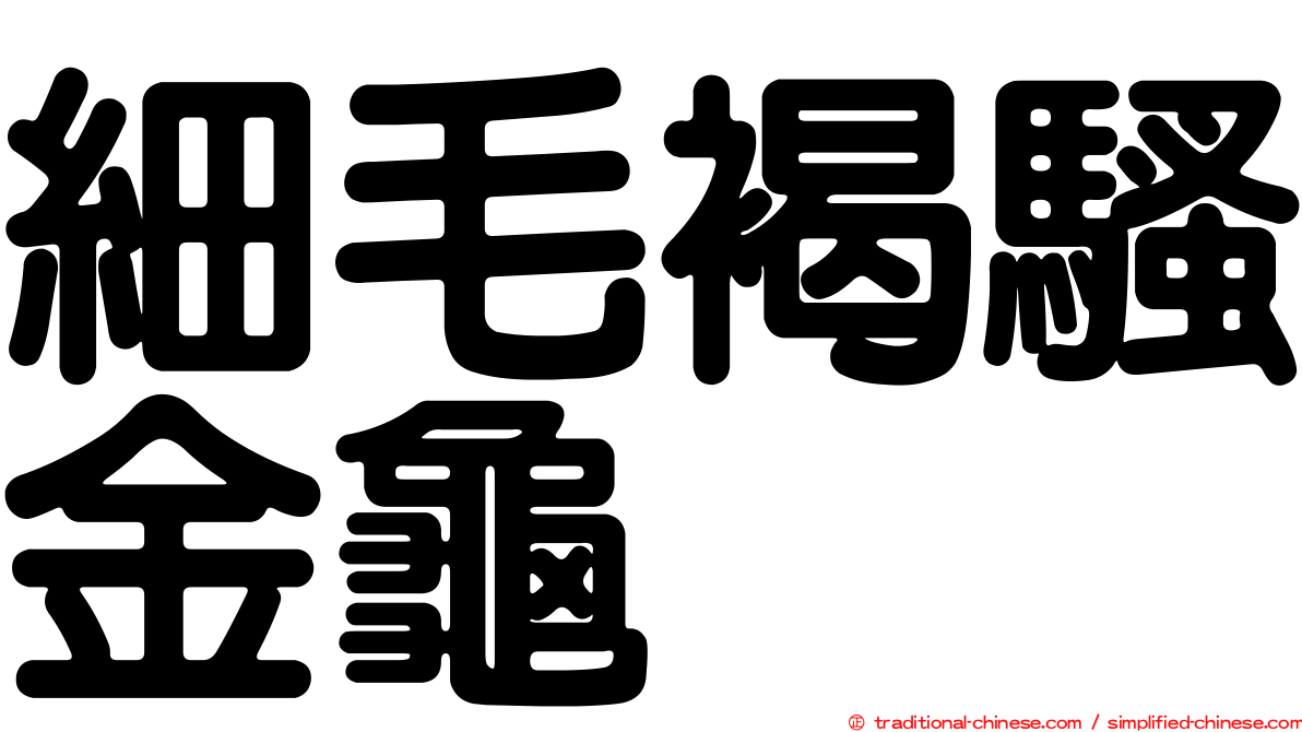 細毛褐騷金龜