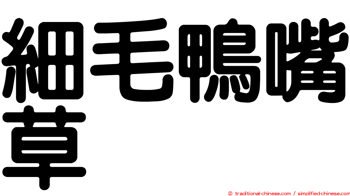 細毛鴨嘴草