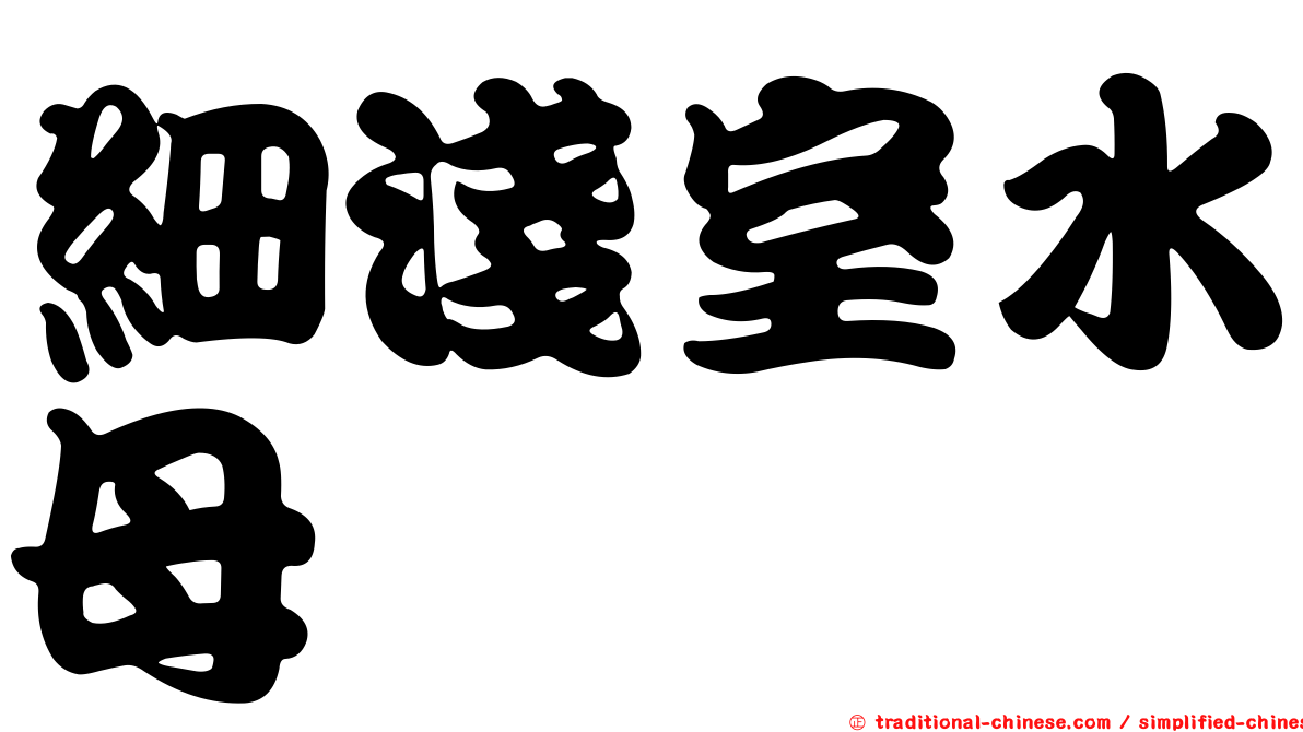 細淺室水母