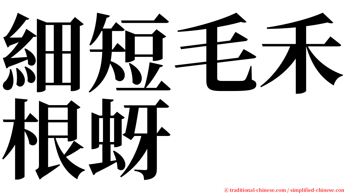 細短毛禾根蚜 serif font