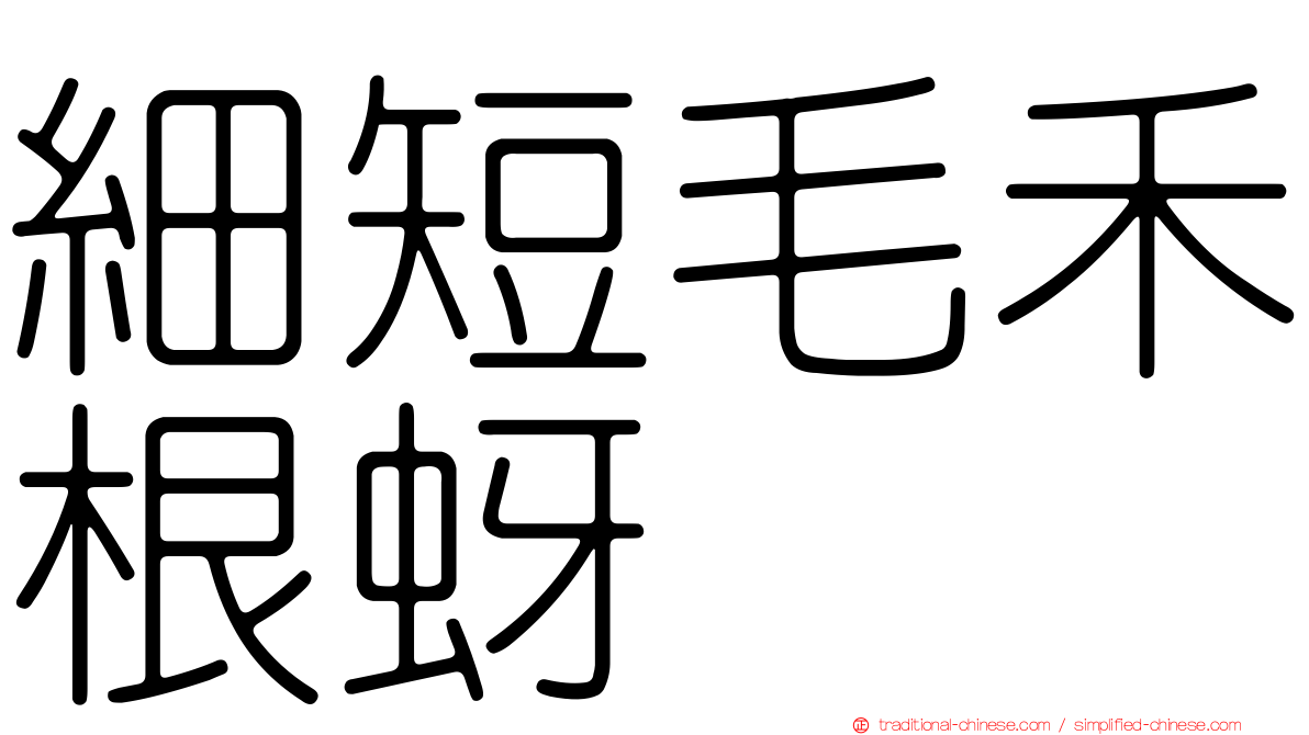 細短毛禾根蚜