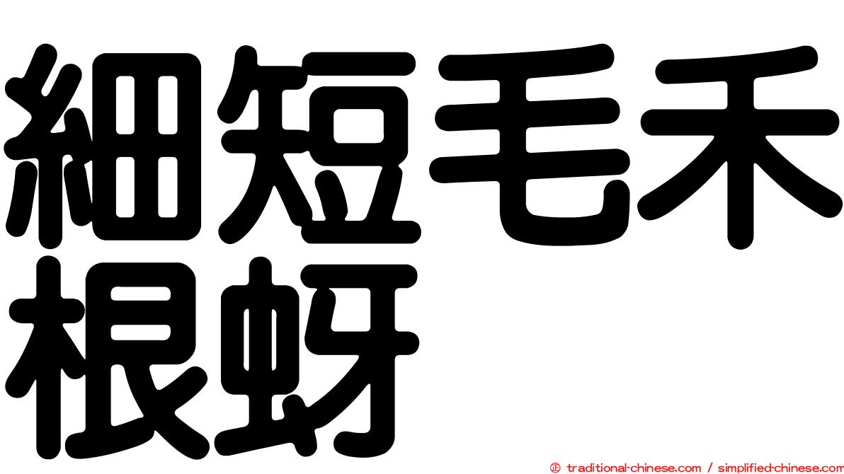 細短毛禾根蚜