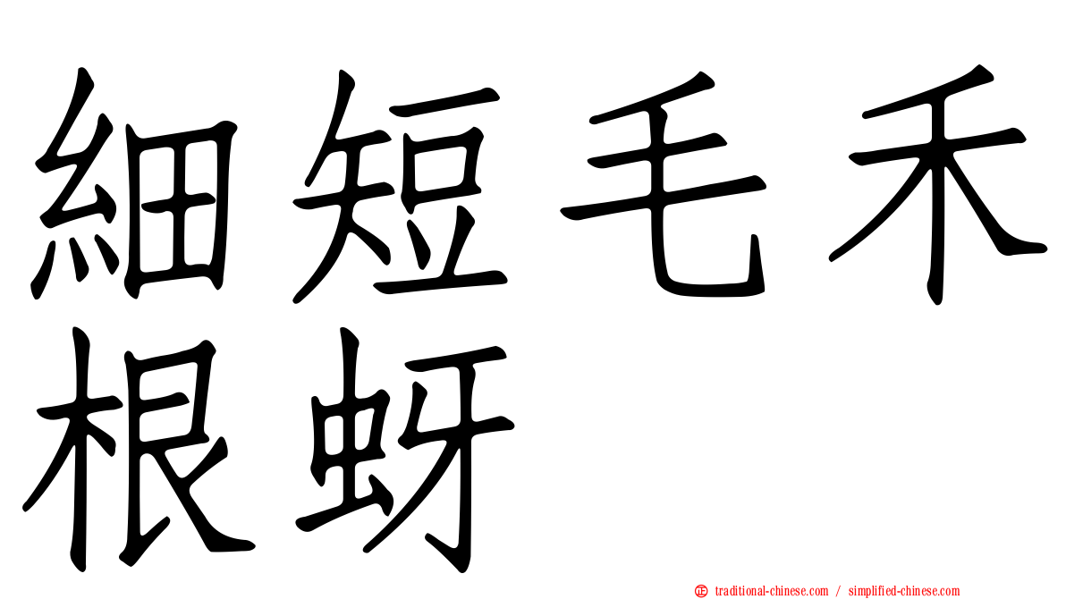 細短毛禾根蚜