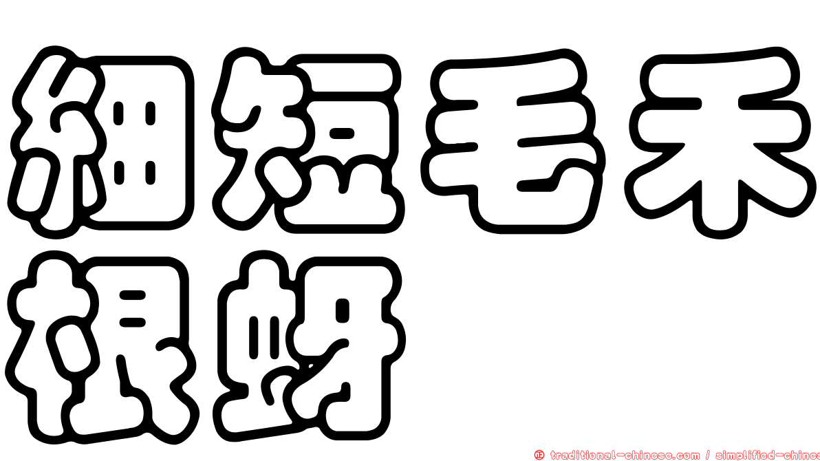 細短毛禾根蚜