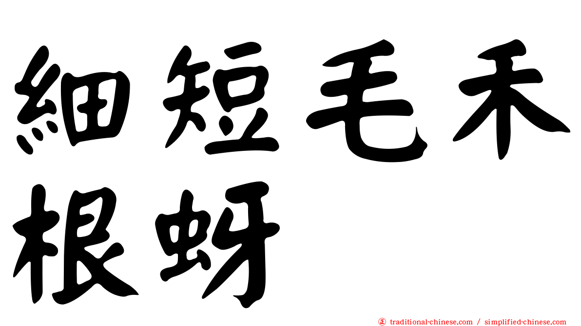 細短毛禾根蚜
