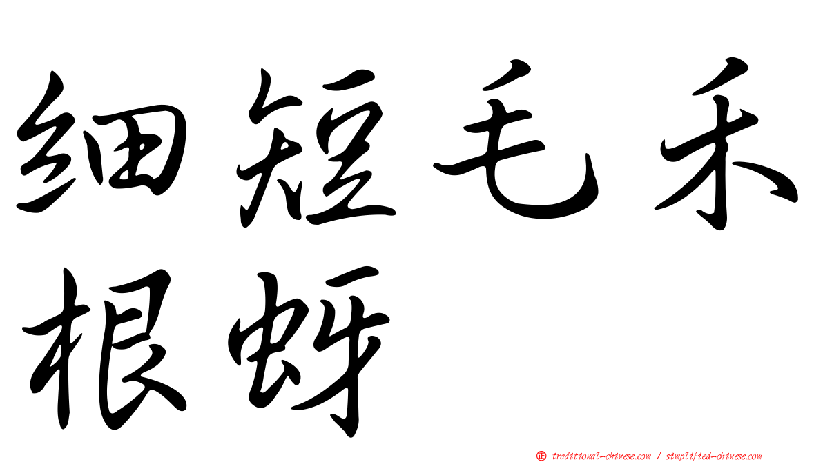 細短毛禾根蚜