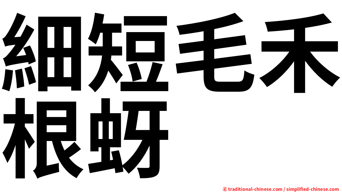 細短毛禾根蚜