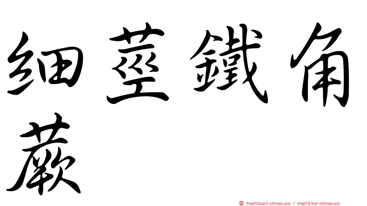 細莖鐵角蕨