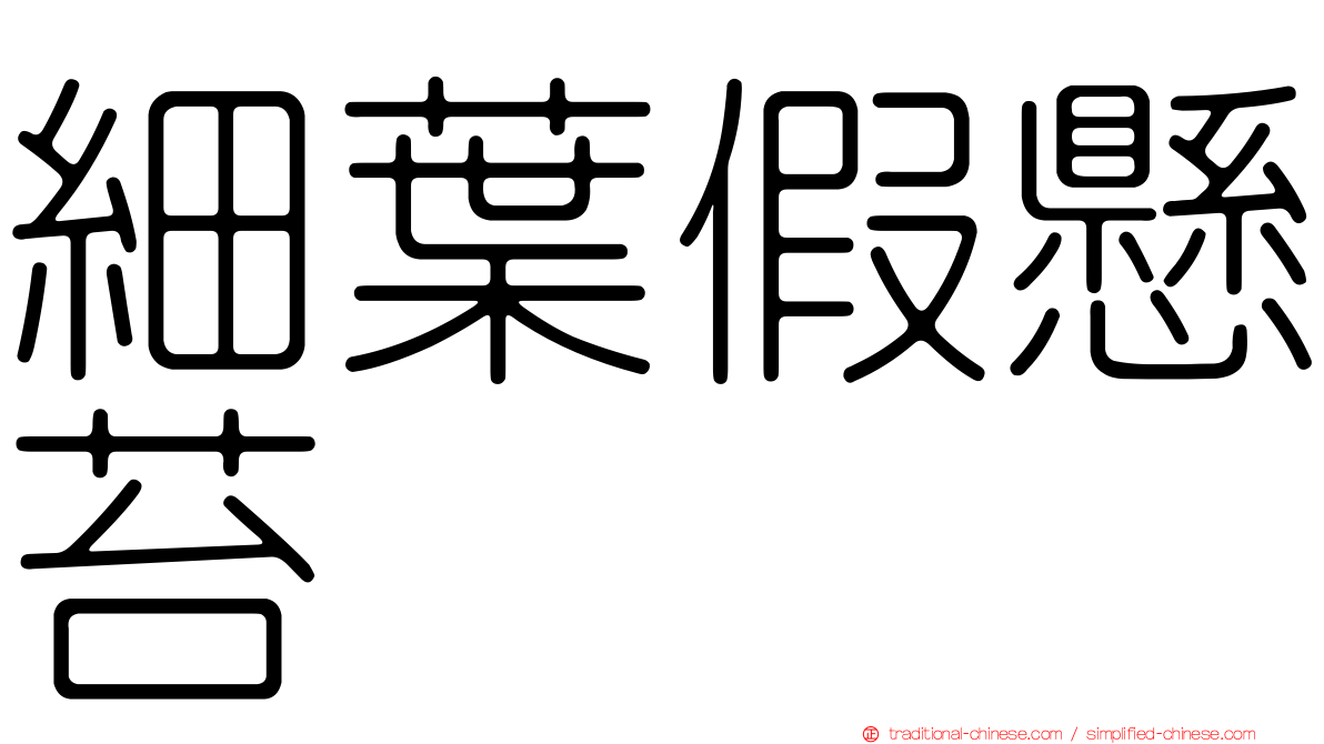 細葉假懸苔