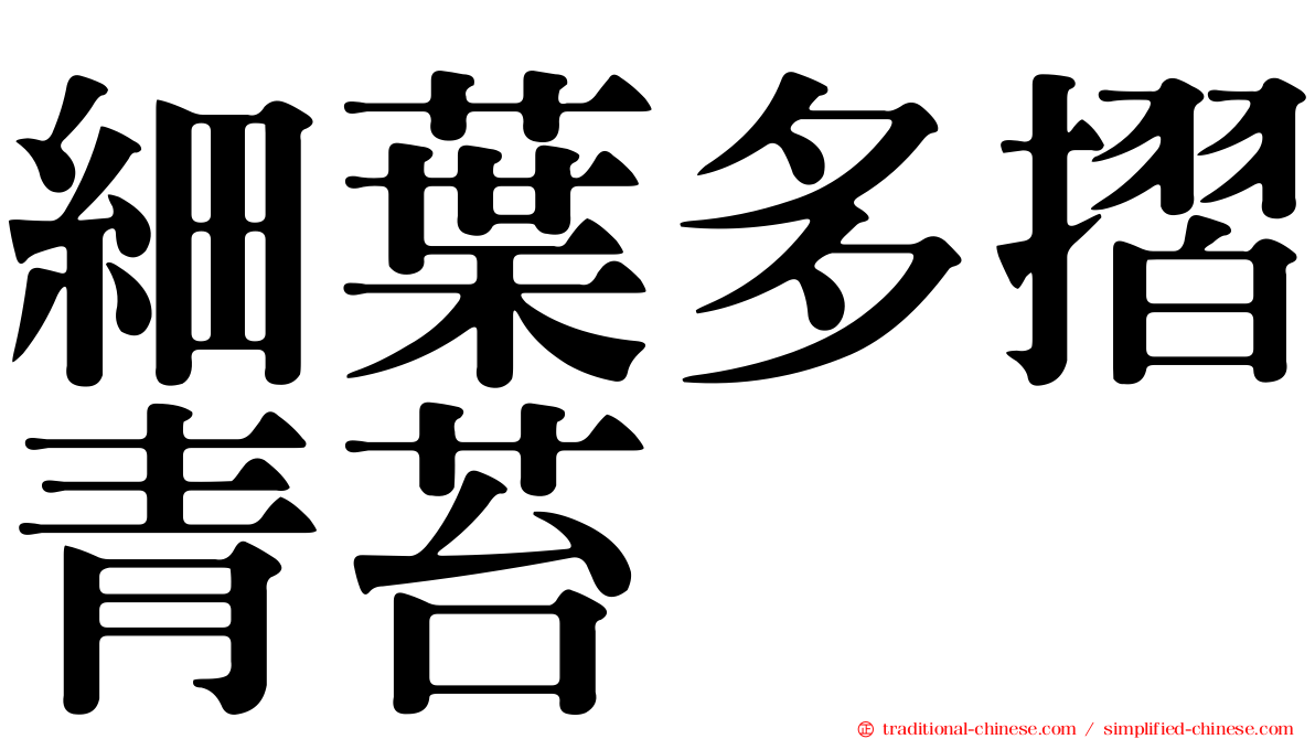 細葉多摺青苔