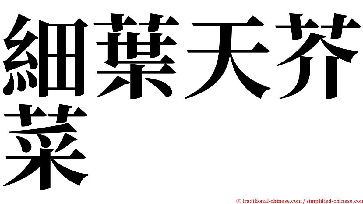 細葉天芥菜 serif font