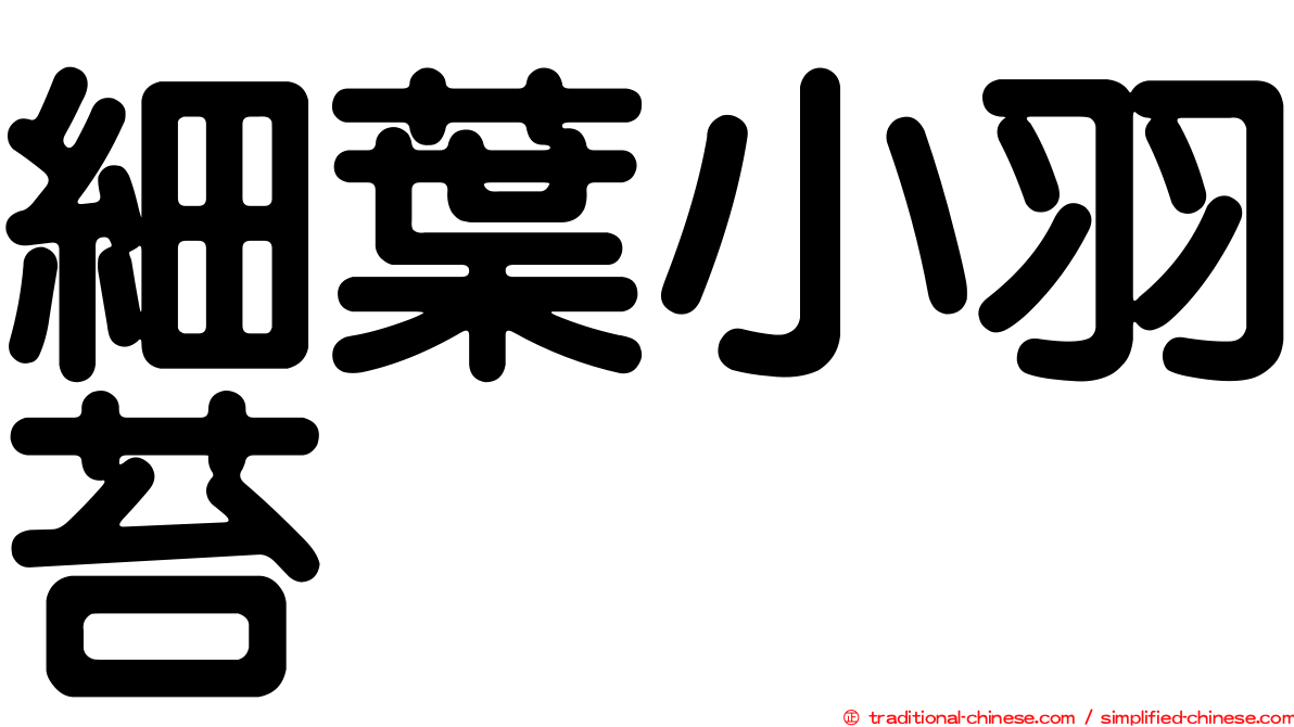 細葉小羽苔