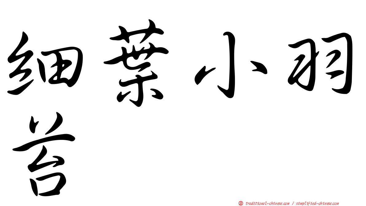 細葉小羽苔