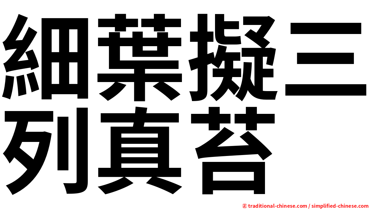 細葉擬三列真苔