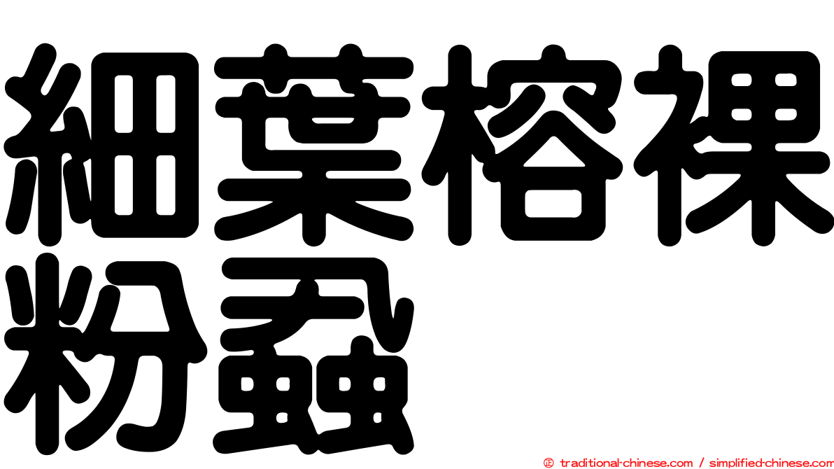 細葉榕裸粉蝨