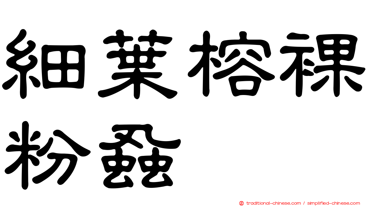 細葉榕裸粉蝨