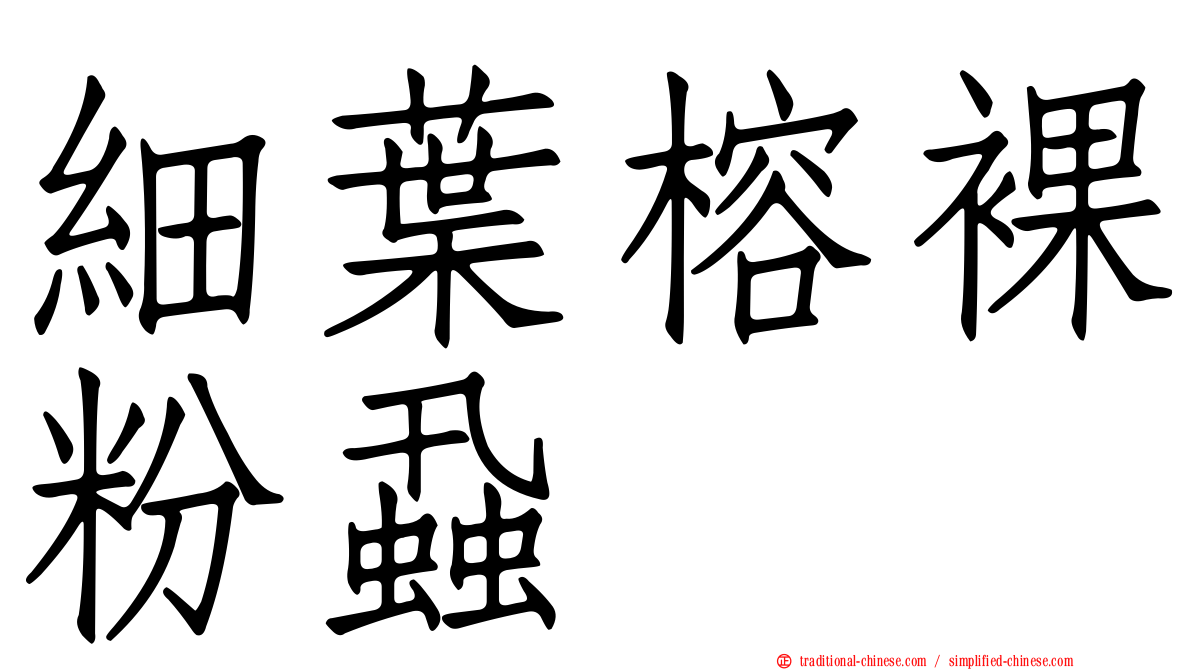 細葉榕裸粉蝨