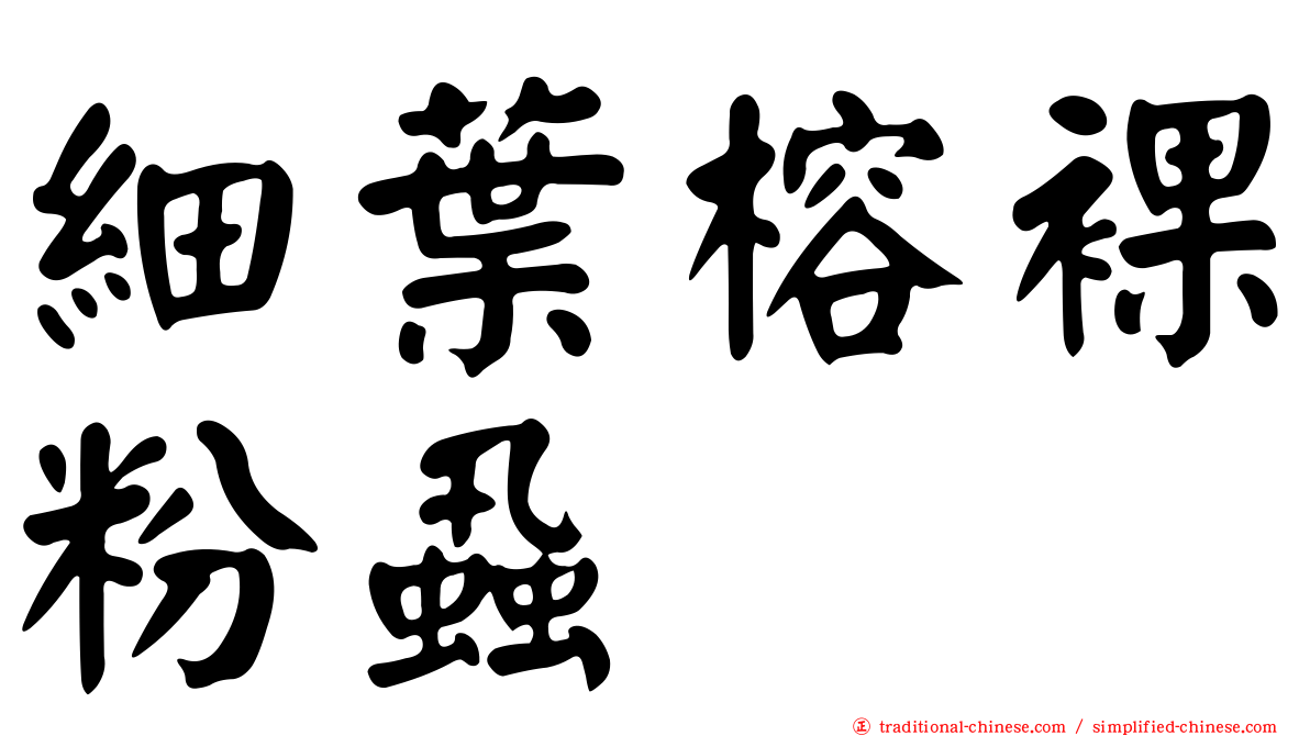 細葉榕裸粉蝨