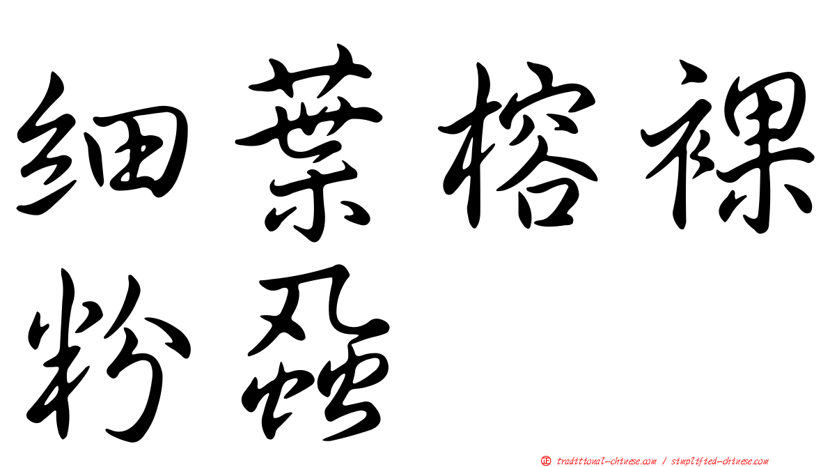 細葉榕裸粉蝨