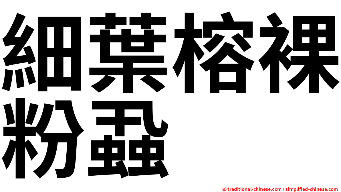 細葉榕裸粉蝨