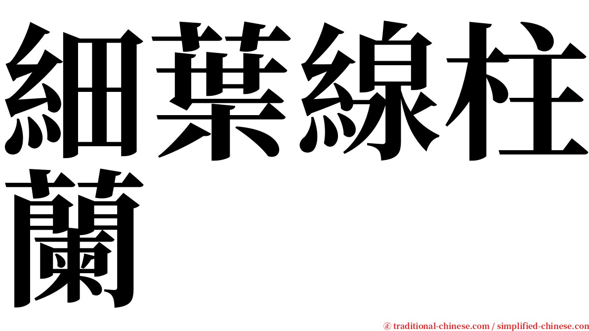 細葉線柱蘭 serif font