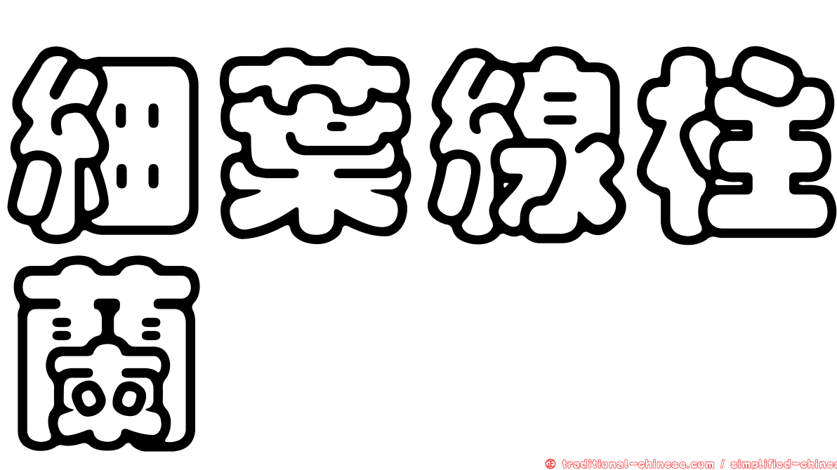 細葉線柱蘭