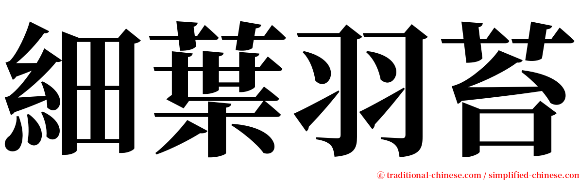 細葉羽苔 serif font