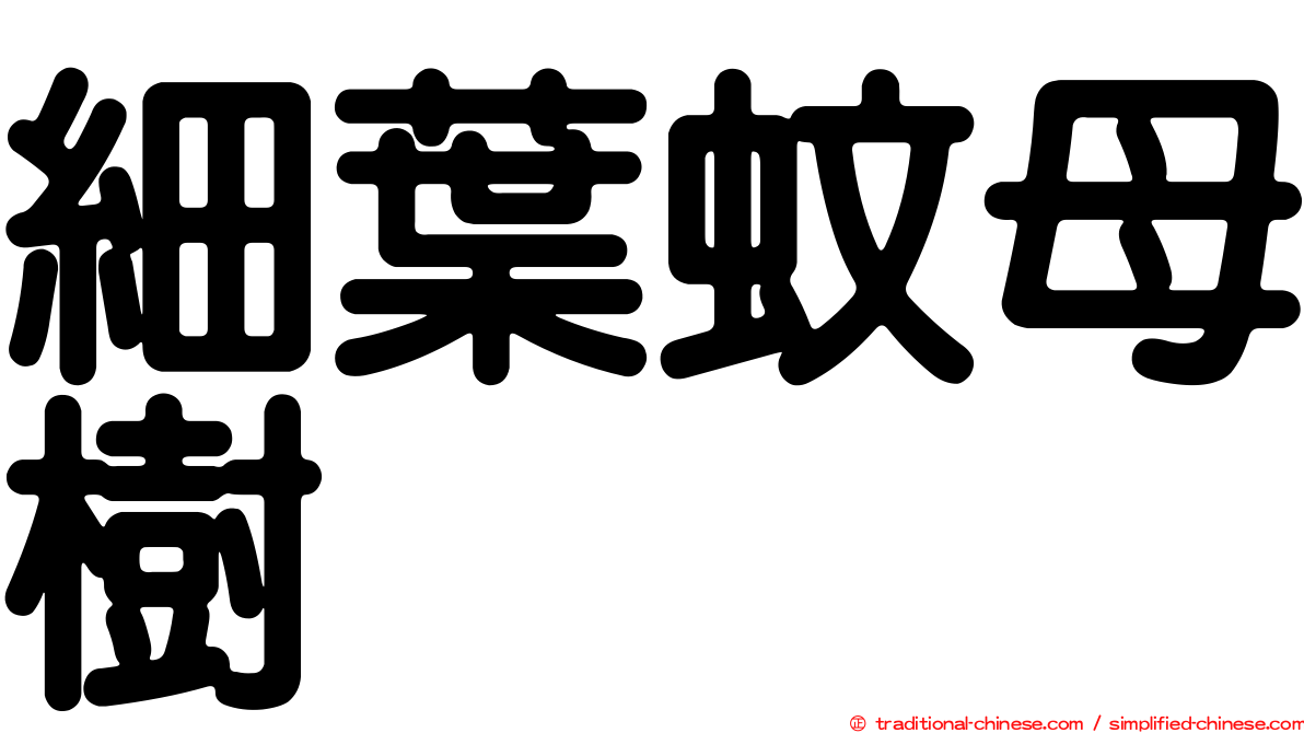 細葉蚊母樹