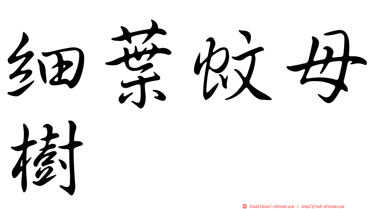 細葉蚊母樹