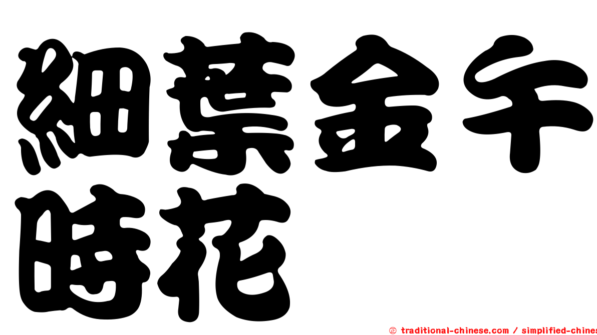 細葉金午時花