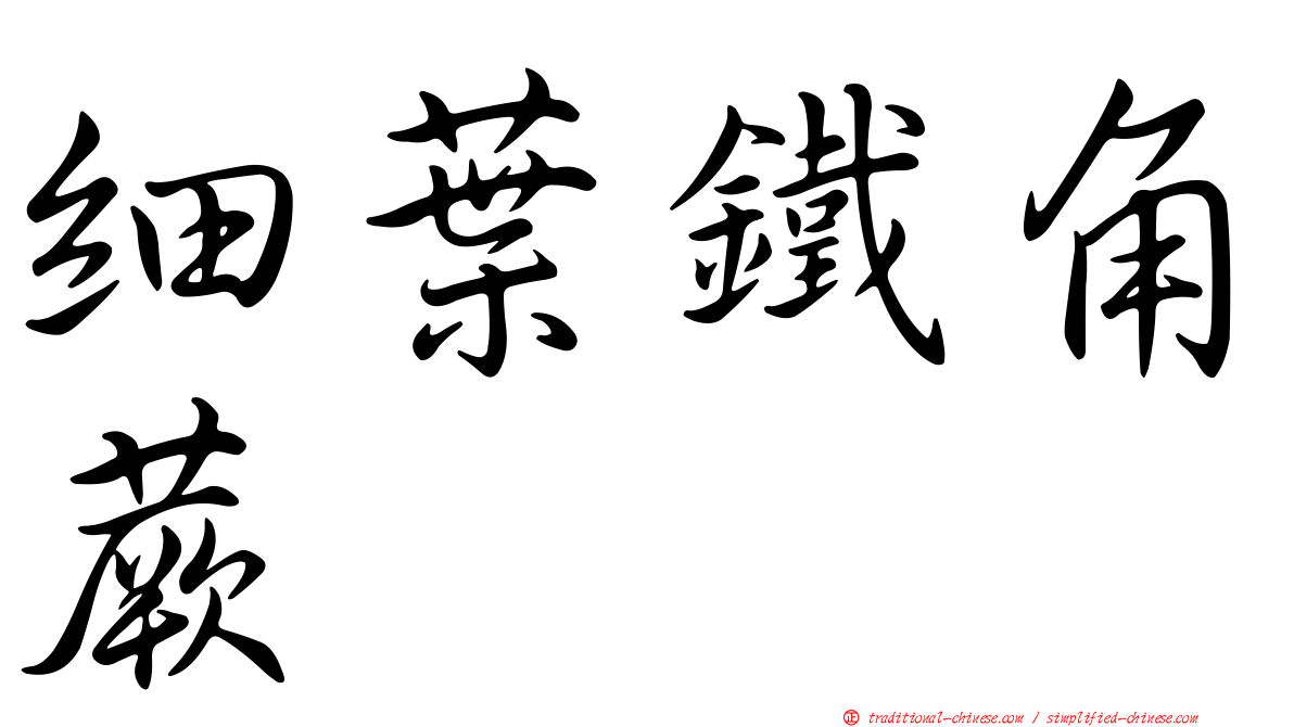 細葉鐵角蕨