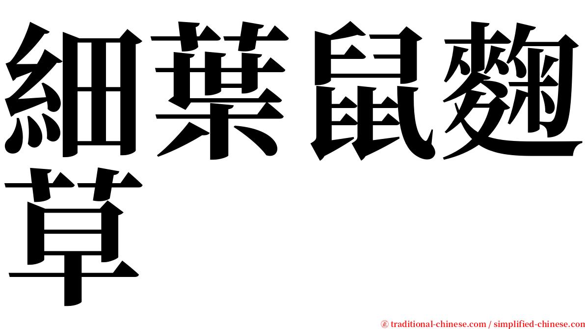 細葉鼠麴草 serif font