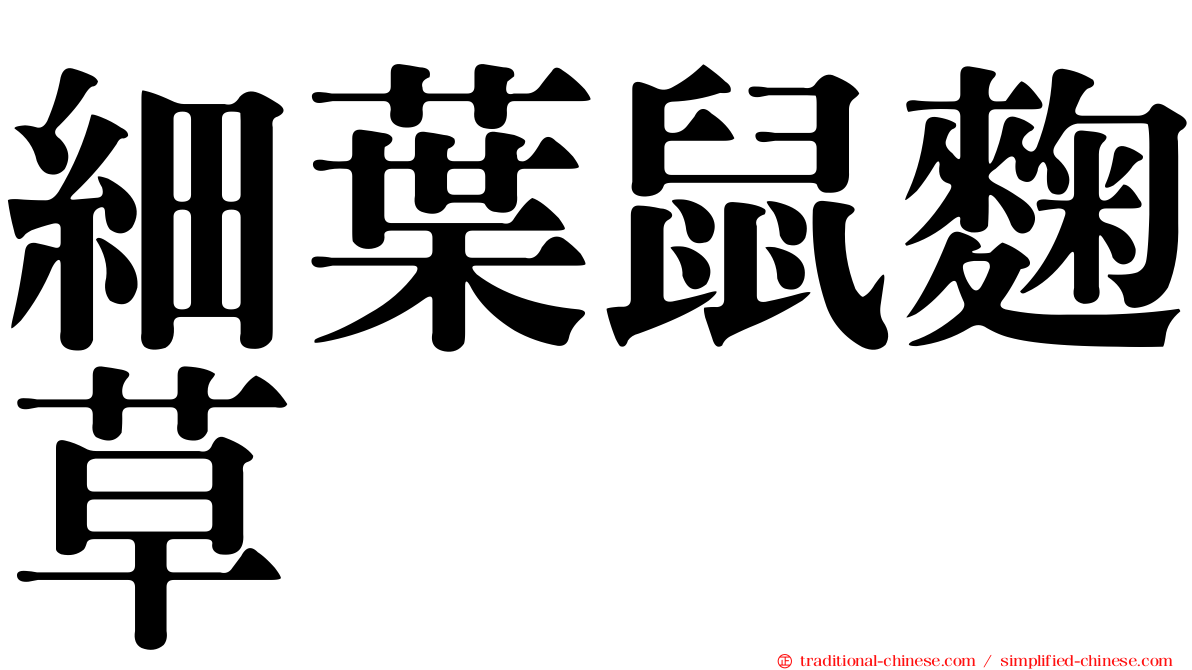細葉鼠麴草