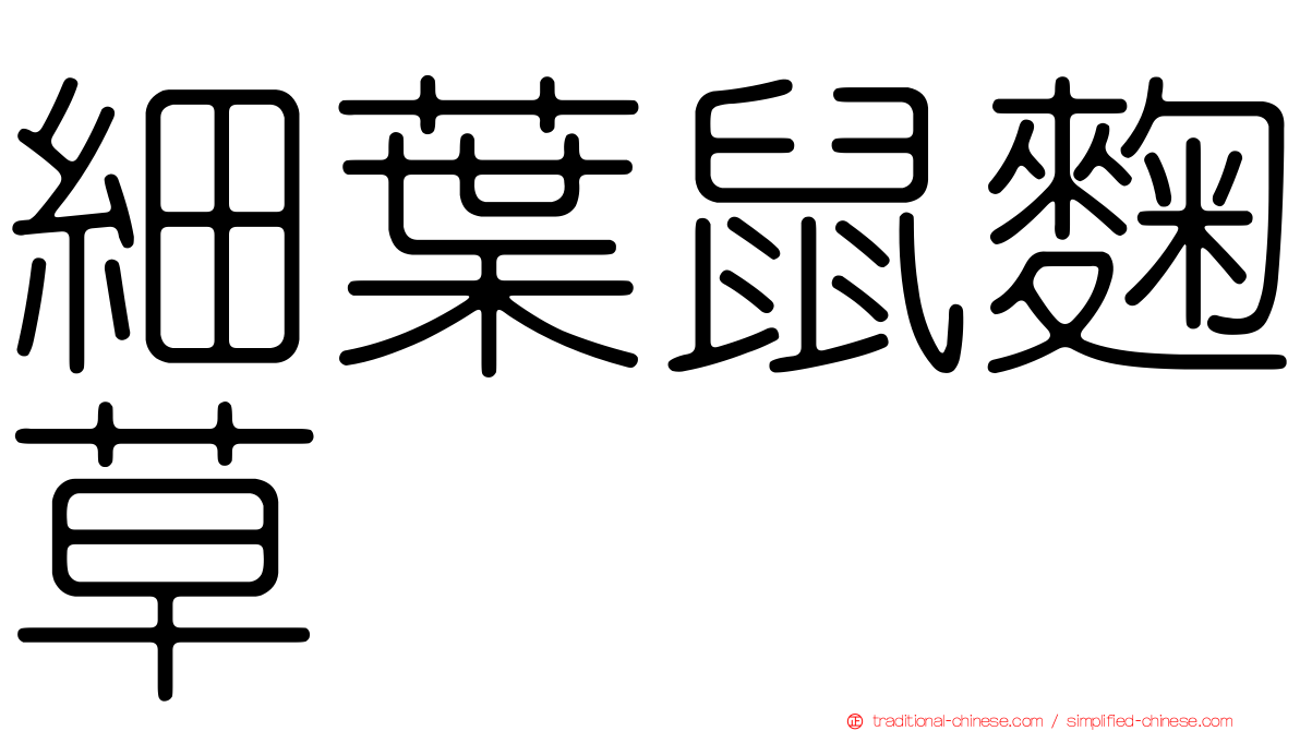 細葉鼠麴草