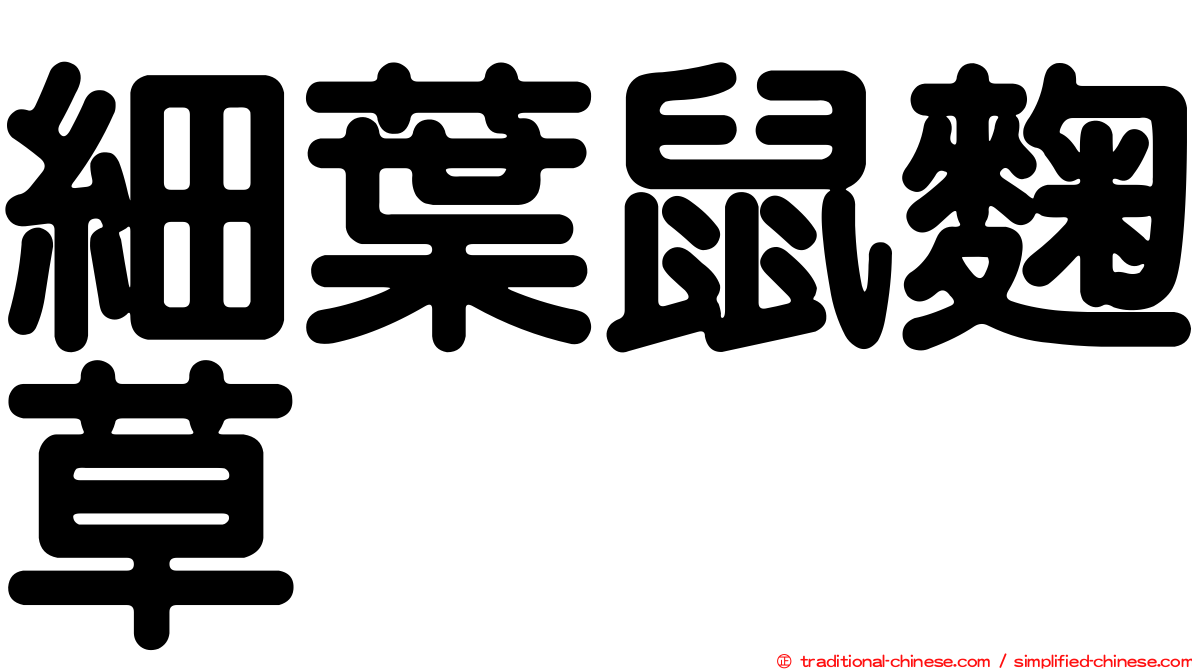 細葉鼠麴草