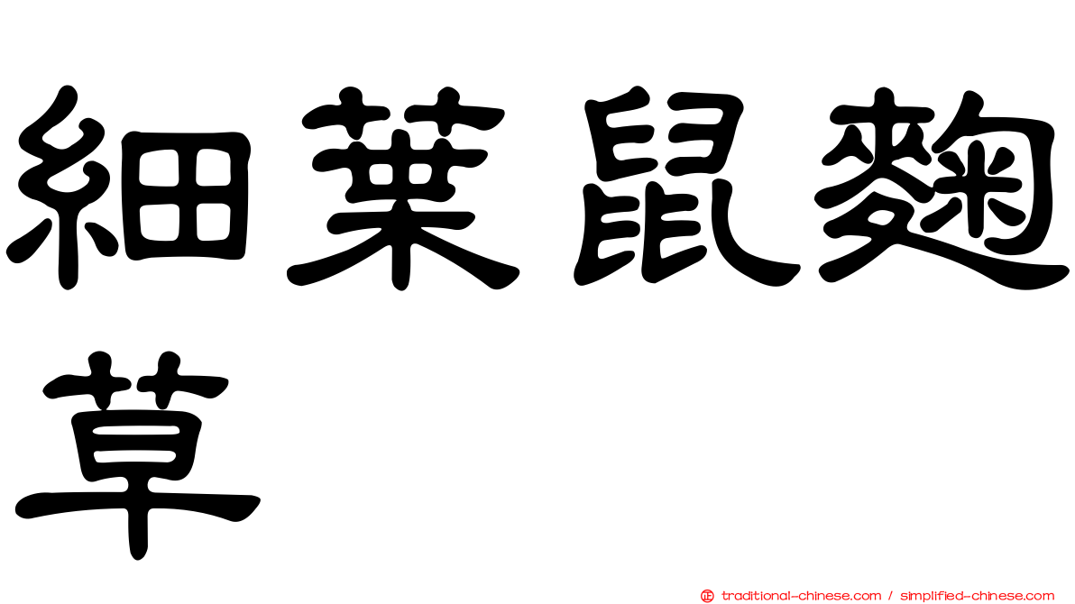 細葉鼠麴草