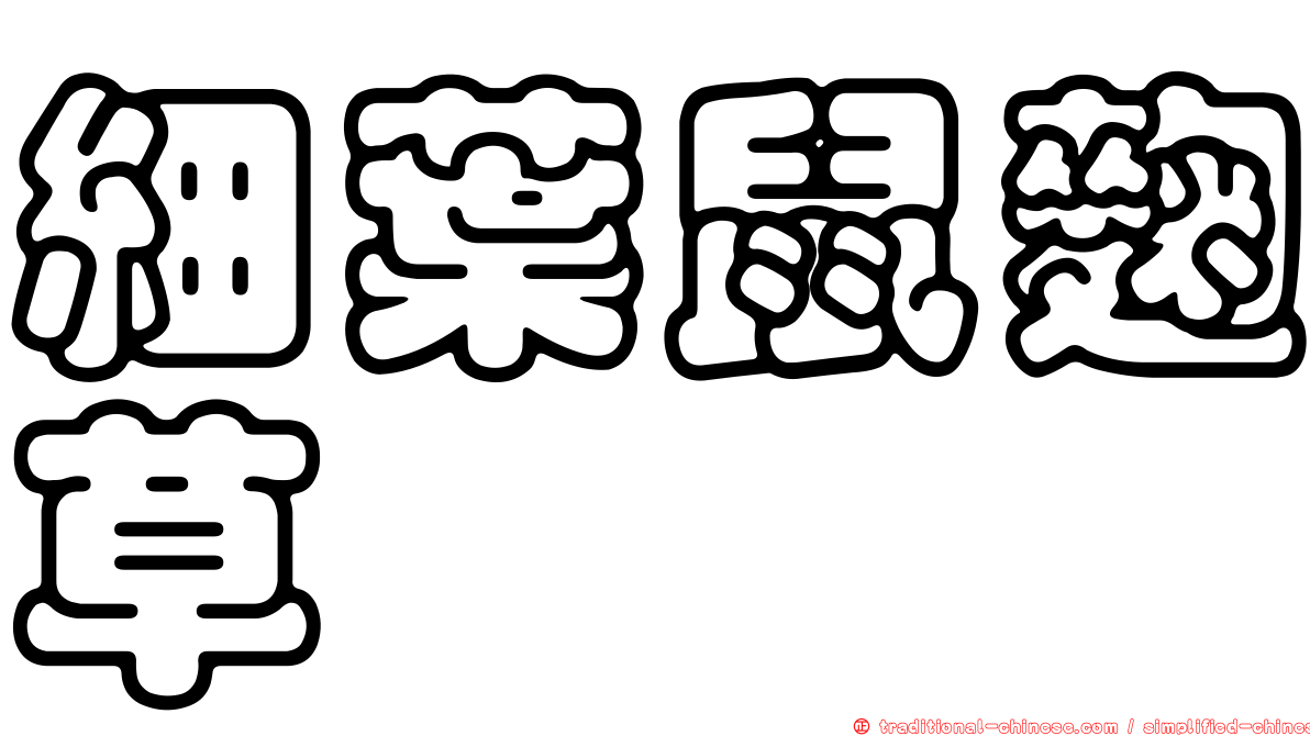 細葉鼠麴草