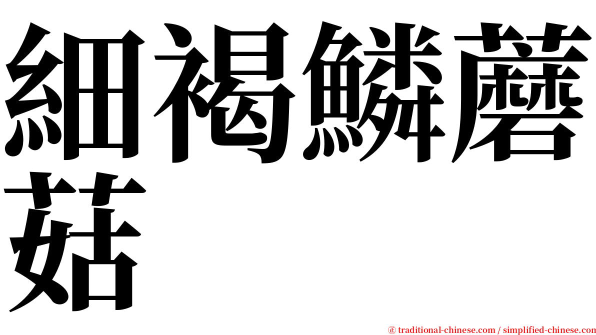 細褐鱗蘑菇 serif font