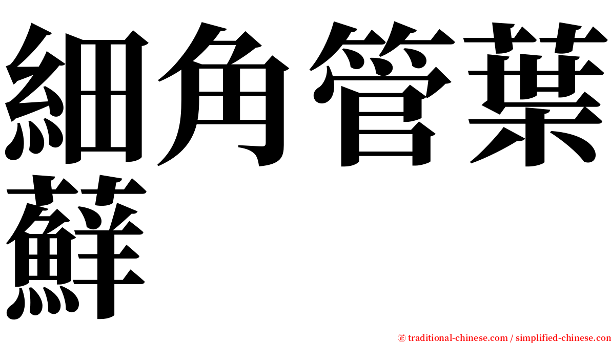 細角管葉蘚 serif font