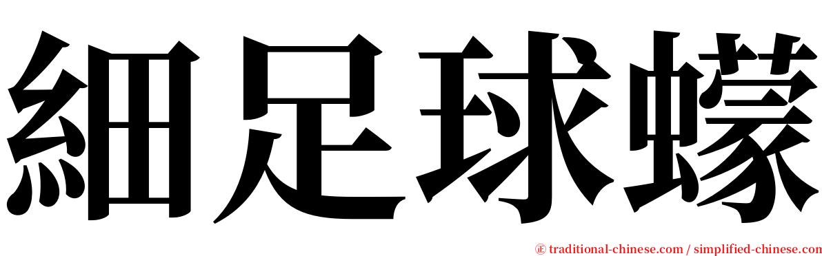 細足球蠓 serif font
