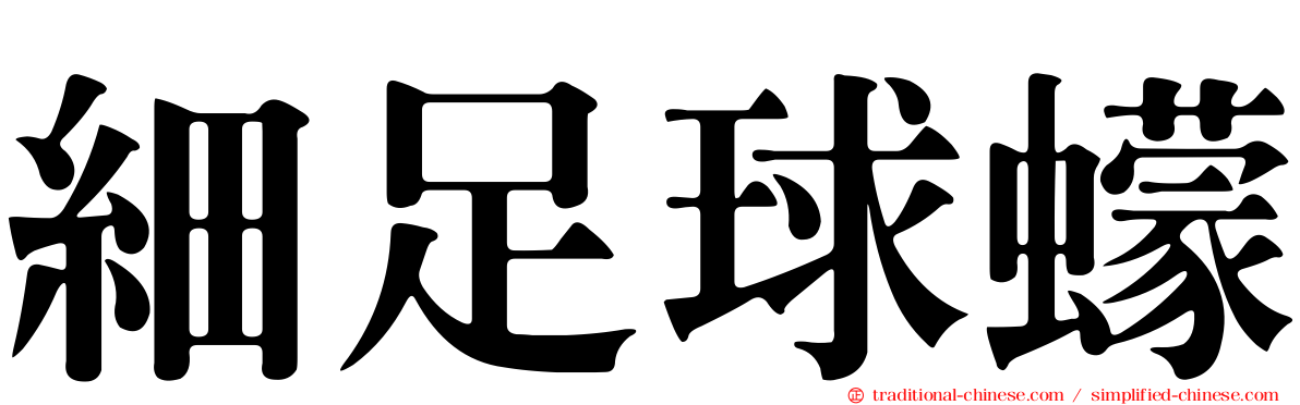細足球蠓