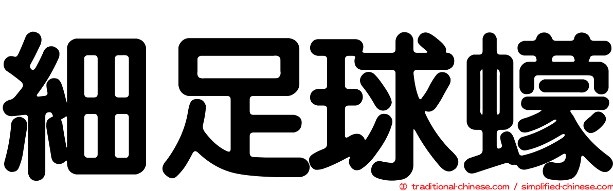細足球蠓