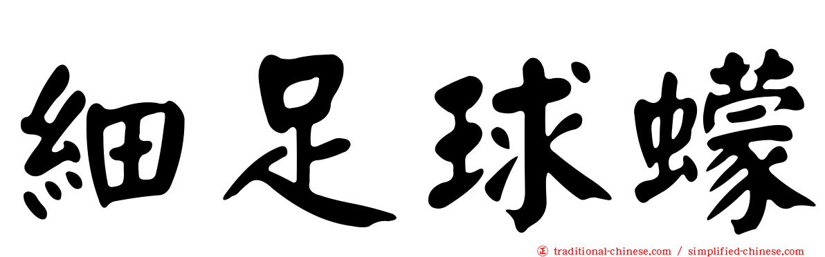 細足球蠓