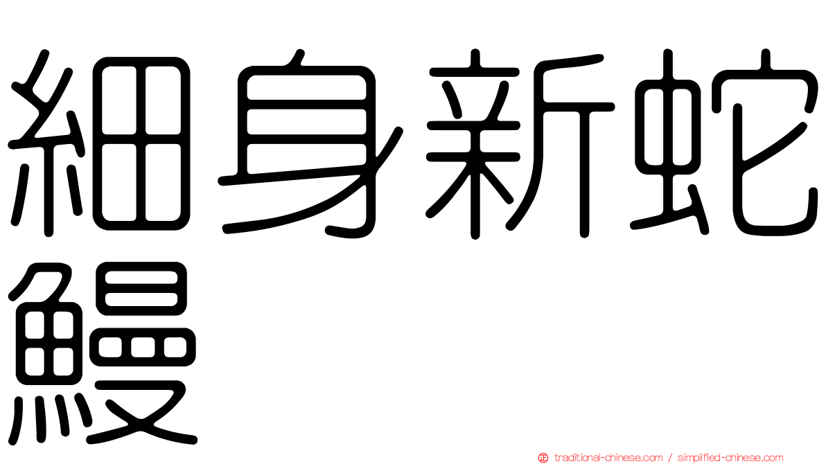 細身新蛇鰻
