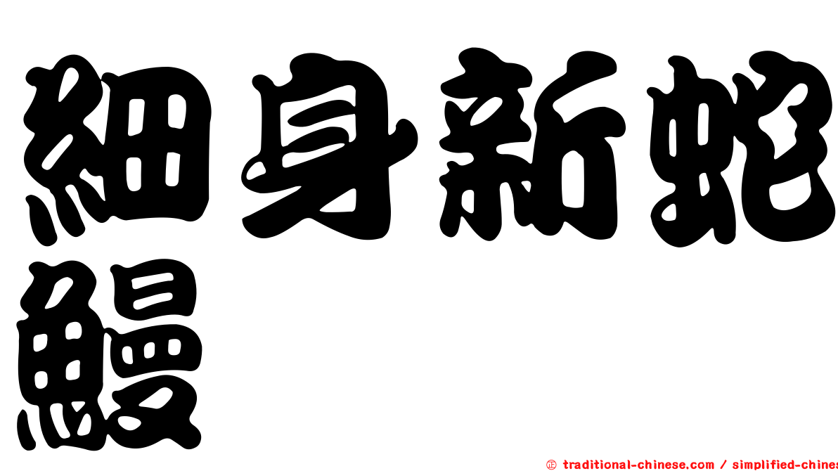 細身新蛇鰻