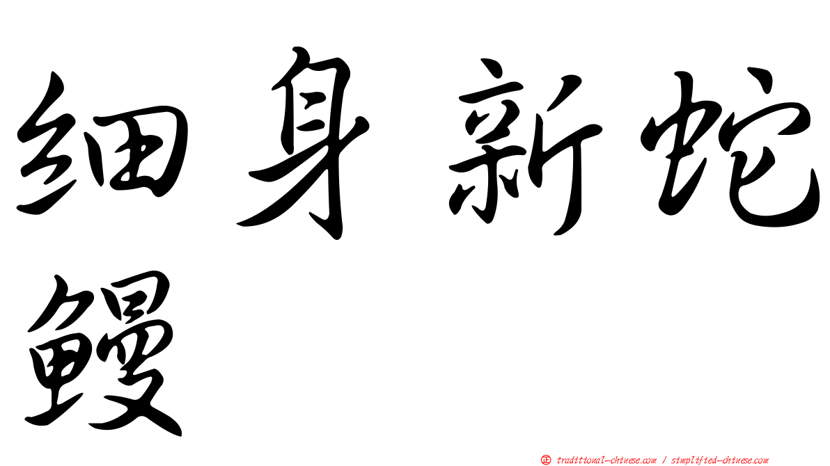 細身新蛇鰻